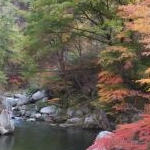 midoripanndaさんのプロフィール画像