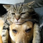 ももさんのプロフィール画像