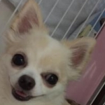 ぽーりんママさんのプロフィール画像