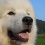 ブランシュさんのプロフィール画像