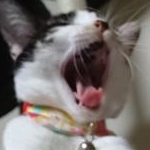 にょろねこさんのプロフィール画像