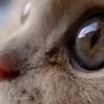 はるぴよさんのプロフィール画像