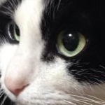 v_vさんのプロフィール画像