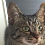 しぃさんのプロフィール画像