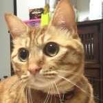 えみてんさんのプロフィール画像