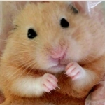 gugu8686さんのプロフィール画像