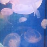 Ryukoさんのプロフィール画像