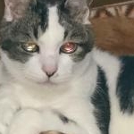 ねこたわさこさんのプロフィール画像