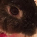 まどれぇぬさんのプロフィール画像