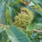 くりこママさんのプロフィール画像