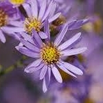 結月やこさんのプロフィール画像