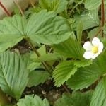 ひさめ.こむさんのプロフィール画像