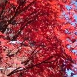 マオさんのプロフィール画像