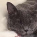 にこさんのプロフィール画像