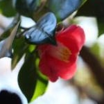 プコ（ＰＵＫＯ）さんのプロフィール画像