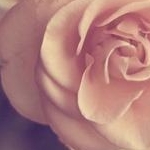 momoさんのプロフィール画像