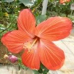 まことさんのプロフィール画像