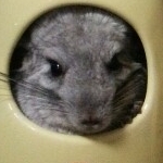 ほなみさんのプロフィール画像