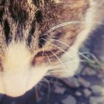 甘酒ここあさんのプロフィール画像