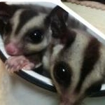 ゆぅ☆美ダ健オタクさんのプロフィール画像