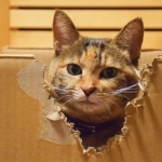 chappi_and_chataさんのプロフィール画像