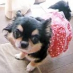 こねっちさんのプロフィール画像