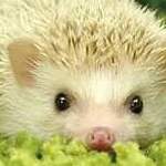 しゅふ♡さんのプロフィール画像