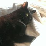 安中の黒猫さんのプロフィール画像