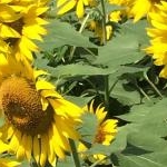 ニャンちゃんさんのプロフィール画像