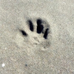 ぐらっせさんのプロフィール画像