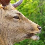 ギュゼルさんのプロフィール画像