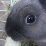 スイハンさんのプロフィール画像