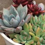 コスメ大好きモニ子