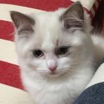 ももにっくさんのプロフィール画像