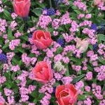 はむさんのプロフィール画像