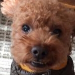 さくら丸さんのプロフィール画像