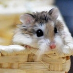 Suzuki Hiroshiさんのプロフィール画像