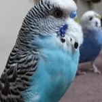 ぴよっ子さんのプロフィール画像