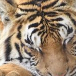 りつさんのプロフィール画像