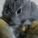 mii☆コスメ大好きさんのプロフィール画像