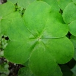 三つ葉さんのプロフィール画像