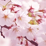 あかりさんのプロフィール画像