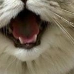 ようこさんのプロフィール画像