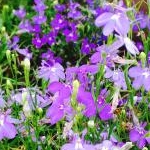 しぶねこさんのプロフィール画像