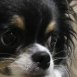 はるかなママさんのプロフィール画像