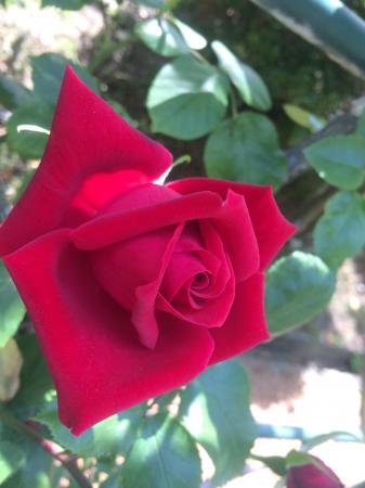 コーンさんのプロフィール画像