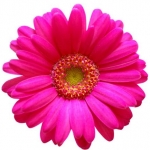 オーガニック大好きOL♡…