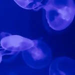 ユズさんのプロフィール画像