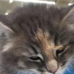 Reonreonさんのプロフィール画像