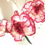 せなさんのプロフィール画像